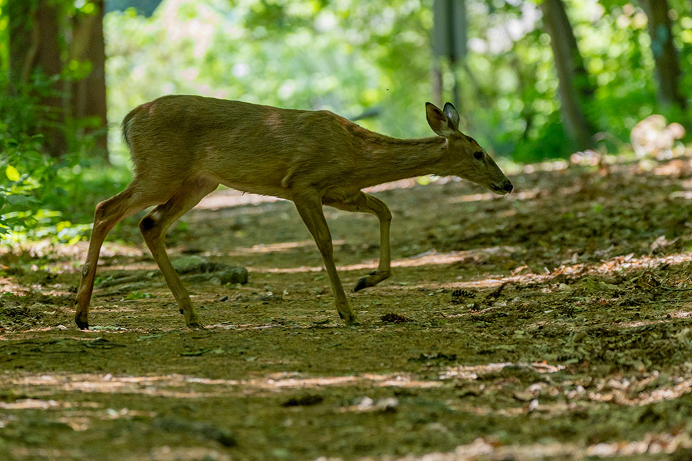 Photos from Connecticut Water hikes on Trails Day