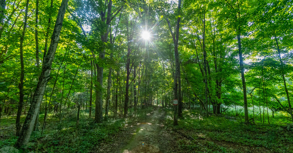 The sun shines through the leaves at Killingworth Trail.