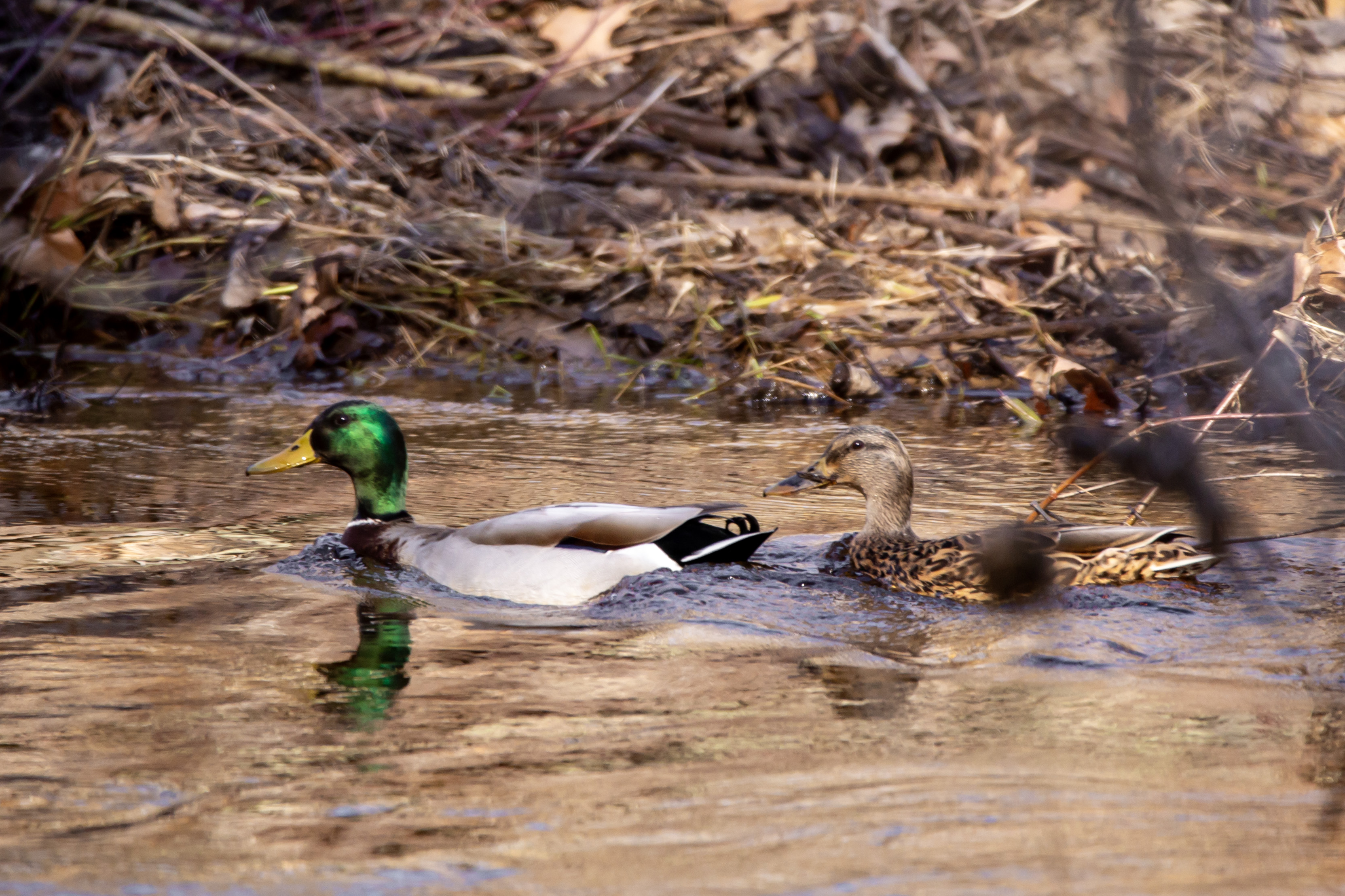 Photo of mallard ducks swimming in a river